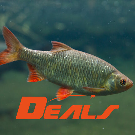 Whitefish DEALS