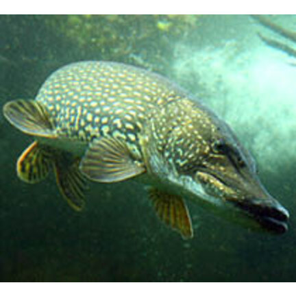 Raubfisch