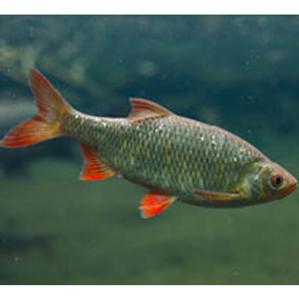 Weißfische