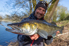 Snoekbaars op de rivier: voorjaars tactieken