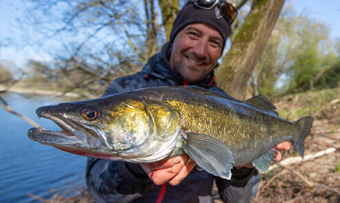 Snoekbaars op de rivier: voorjaars tactieken