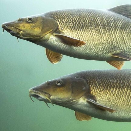 Barbel