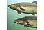 Barbel