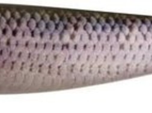 Fox Rage Pro Shad Super Natural Classic 28cm