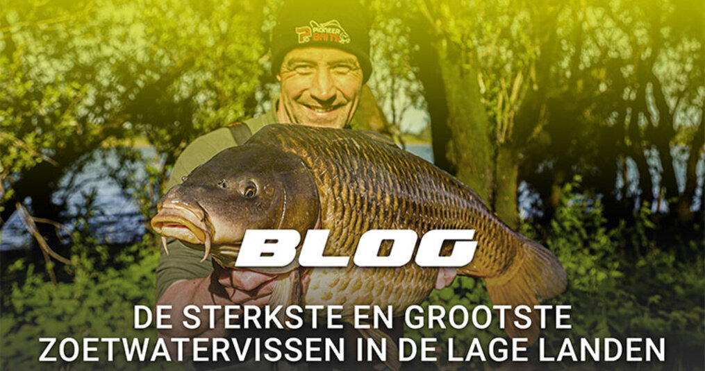 Karpervissen, vissen op één van de sterkste en grootste zoetwatervissen in de lage landen