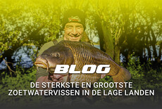 Karpervissen, vissen op één van de sterkste en grootste zoetwatervissen in de lage landen