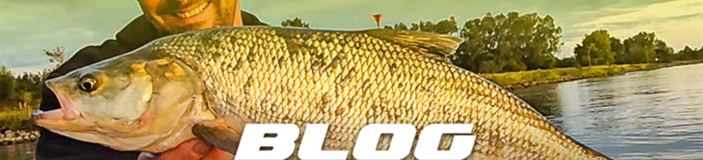 Roofblei op Topwater: De tarpon van de de IJssel