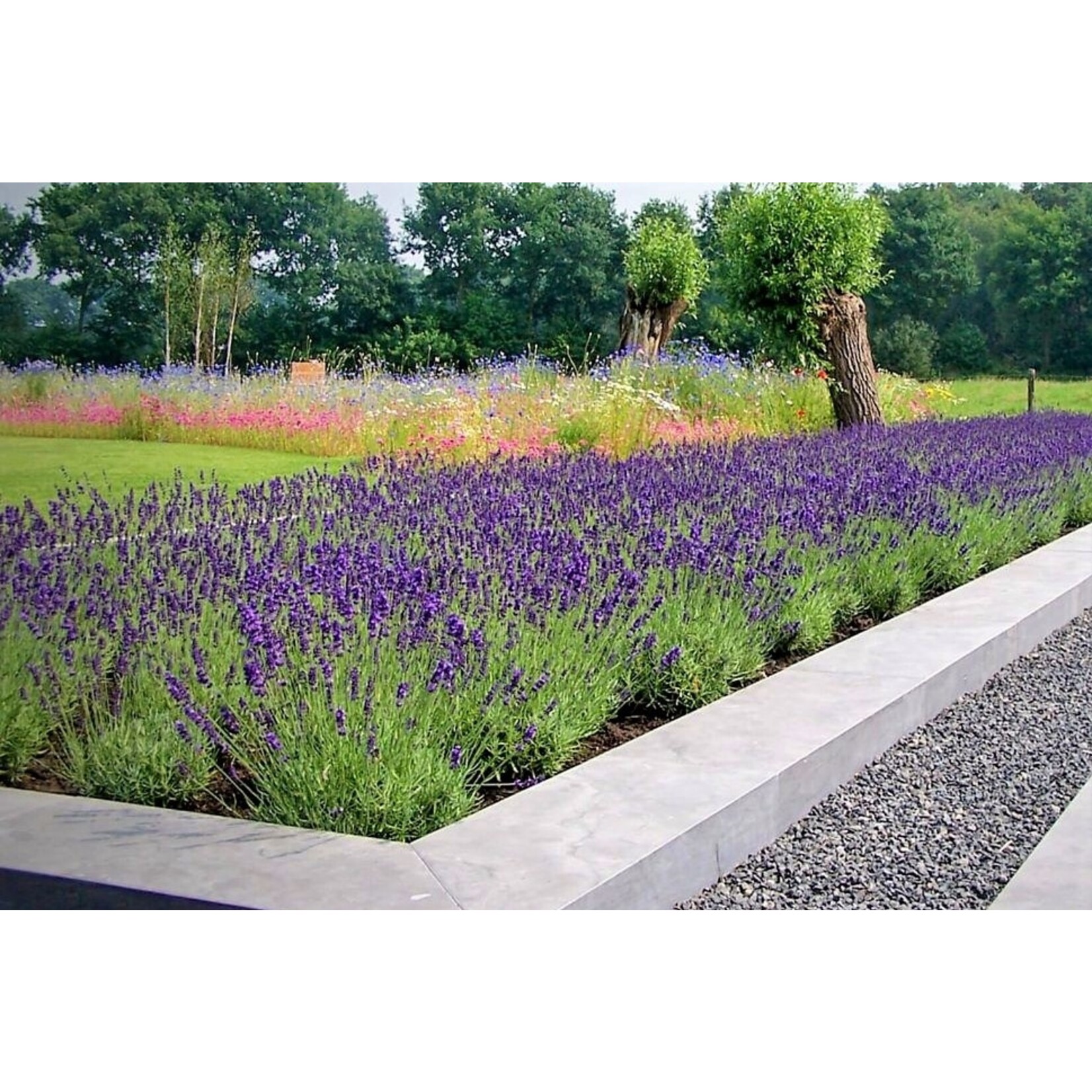 Perfect Plant Lavendelstruiken - Set van 6