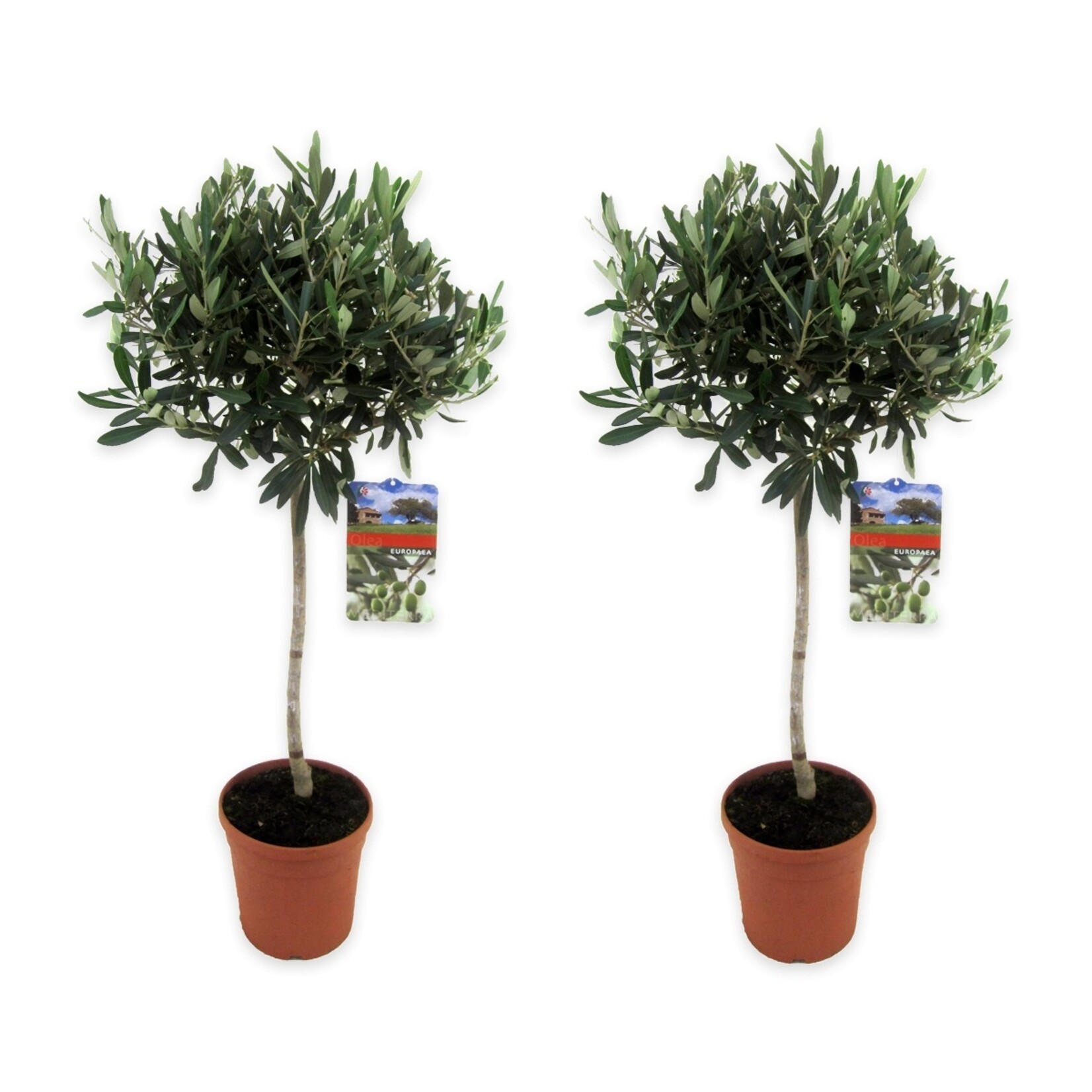 Perfect Plant Olea Europaea XL Olijfboom in Pot – Set van 2