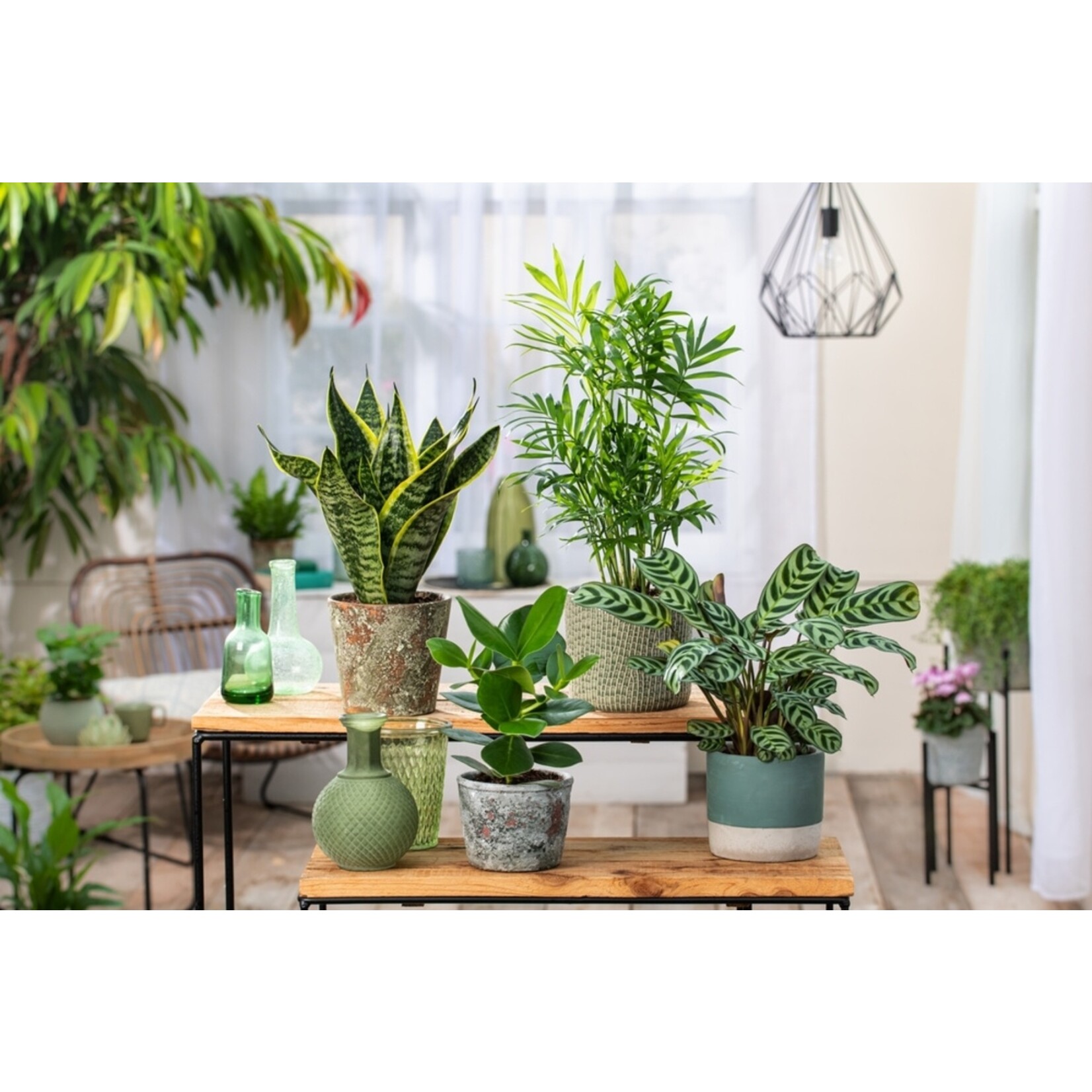 Perfect Plant Easy Care Kamerplanten – Mix van 4 – Luchtzuiverend