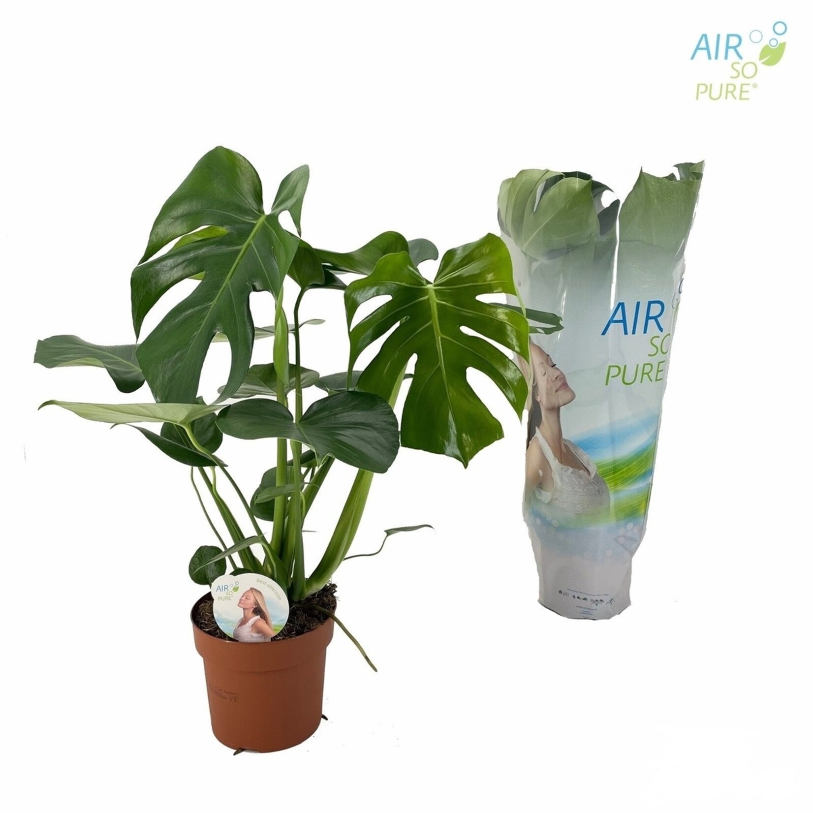 Perfect Plant Monstera Deliciosa Gatenplant - Luchtzuiverende Plant