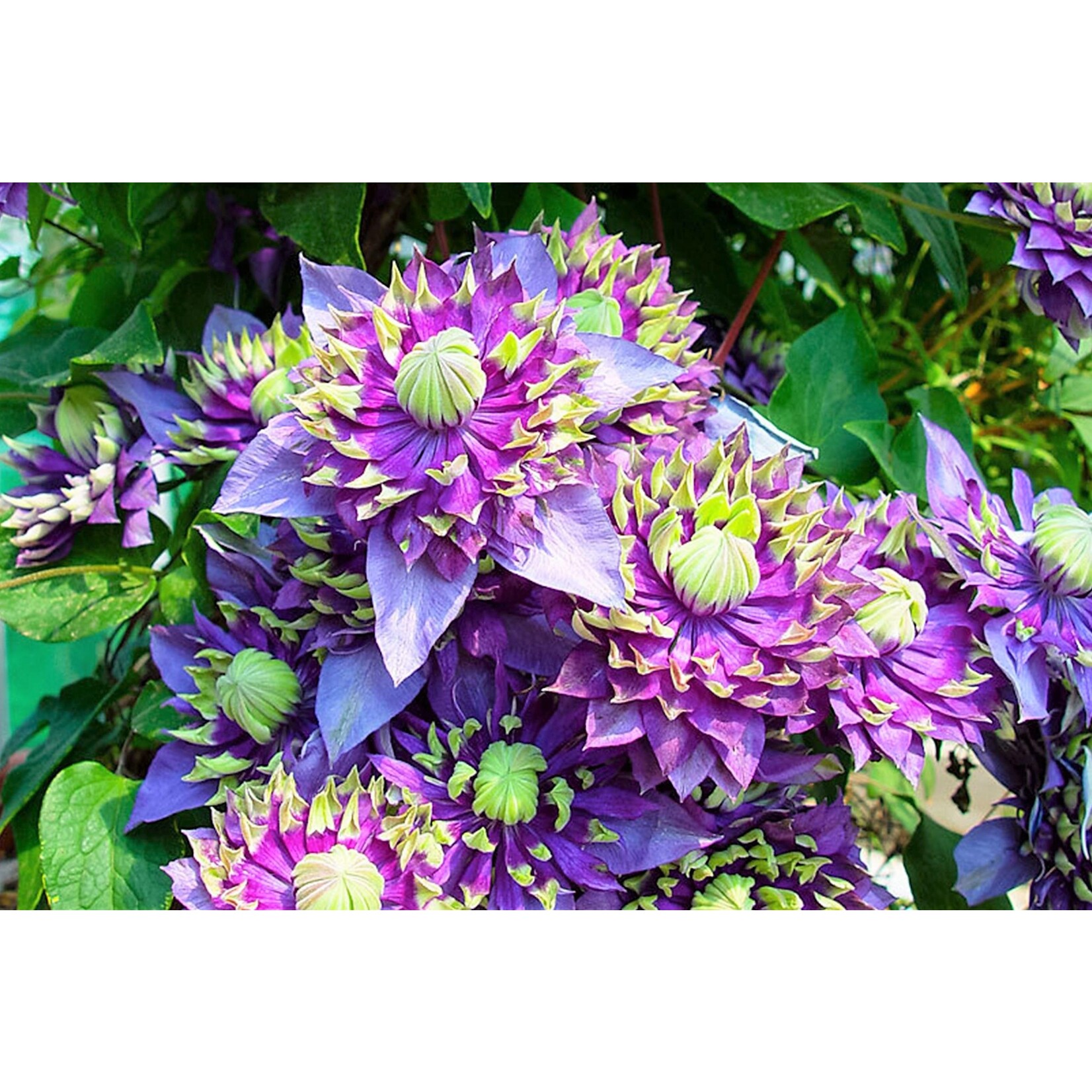 Perfect Plant Clematis Taiga Plant - Set van 2