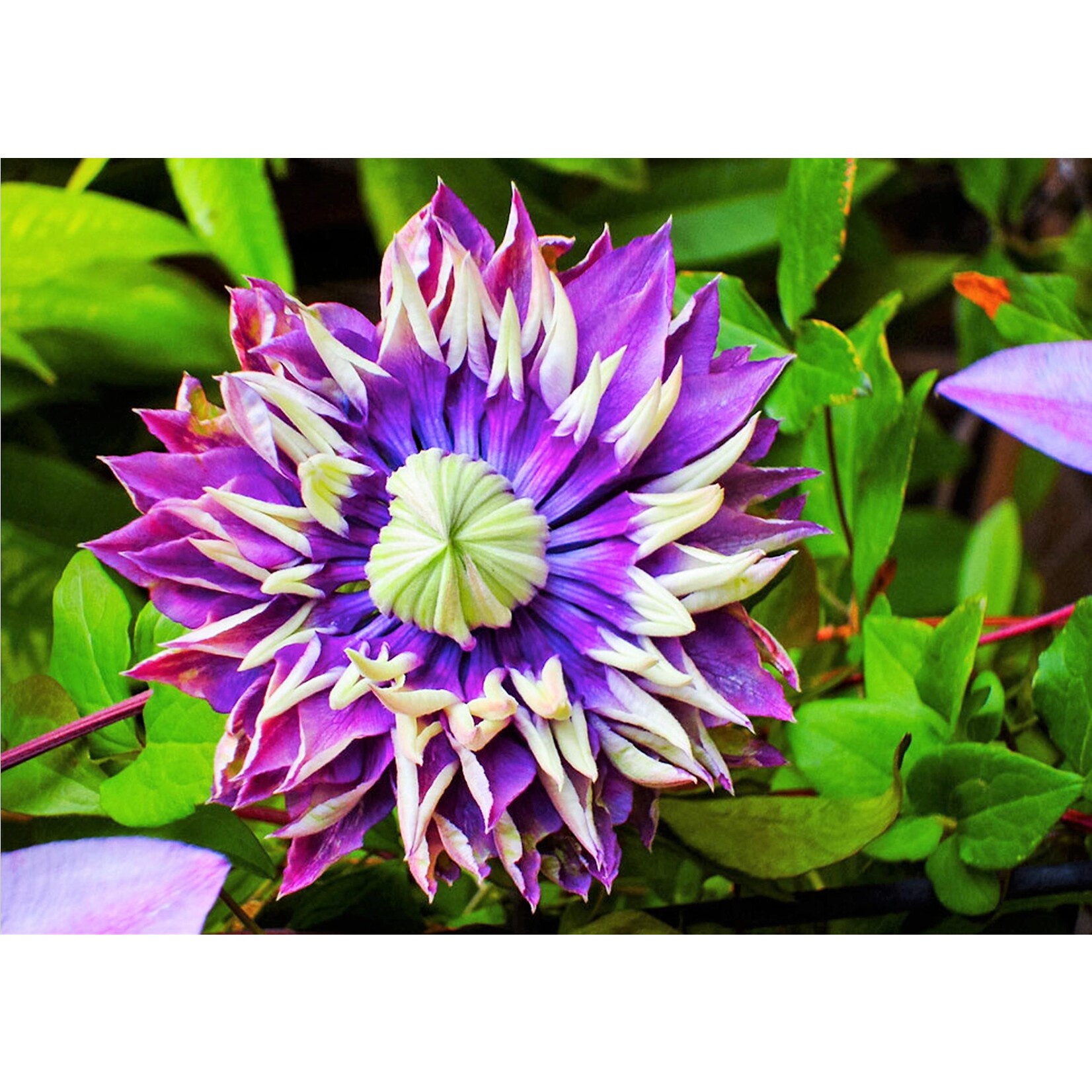 Perfect Plant Clematis Taiga Plant - Set van 2