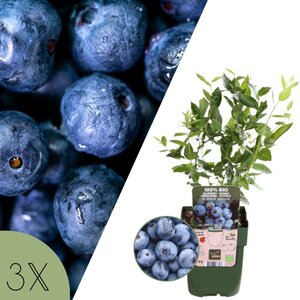 NatureNest Vaccinium Corymbosum Bosbessenplant – Biologisch