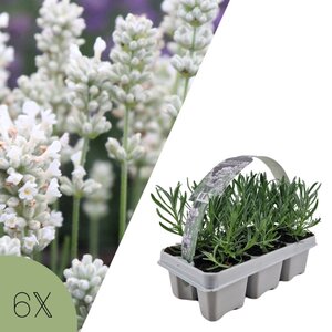 NatureNest Lavandula Angustifolia Edelweiss - Witte Lavendelplant