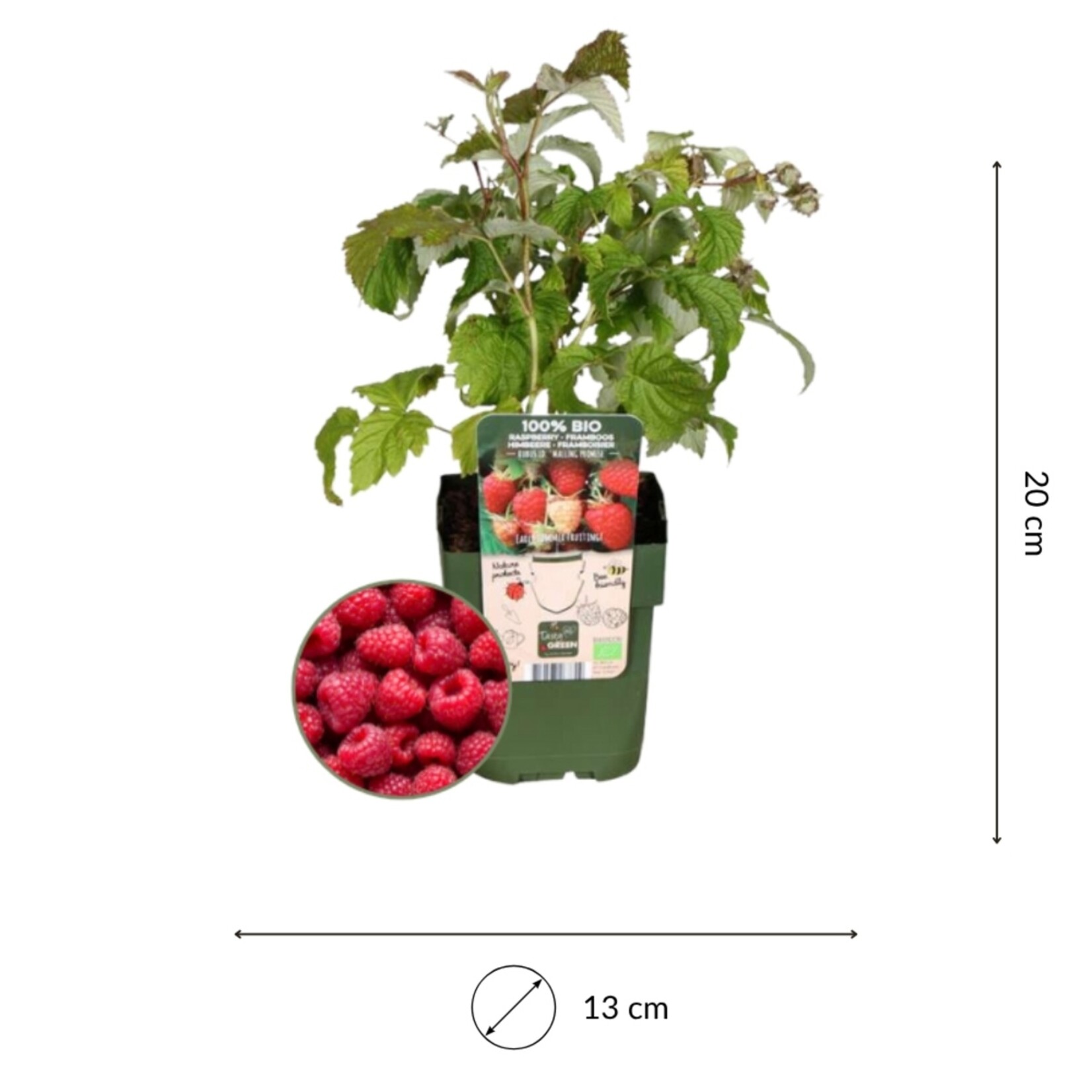 NatureNest Rubus Idaeus Frambozenplant – 100% Biologische Tuinfruitplanten – 3