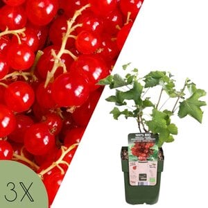 NatureNest Ribes Uva-Crispa Aalbessenplant – 100% Biologische Fruitstruiken – 3