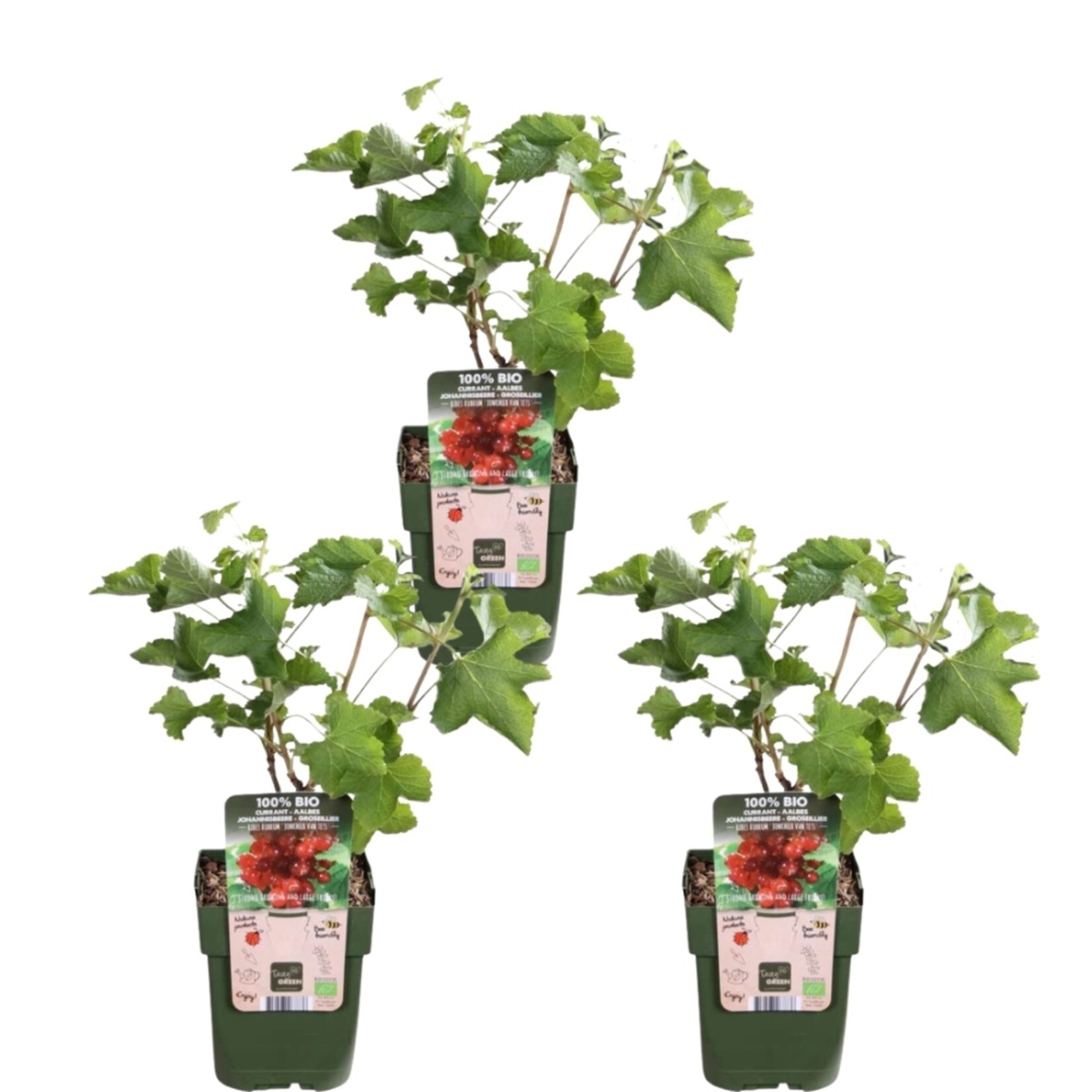 NatureNest Ribes Uva-Crispa Aalbessenplant – 100% Biologische Fruitstruiken – 3