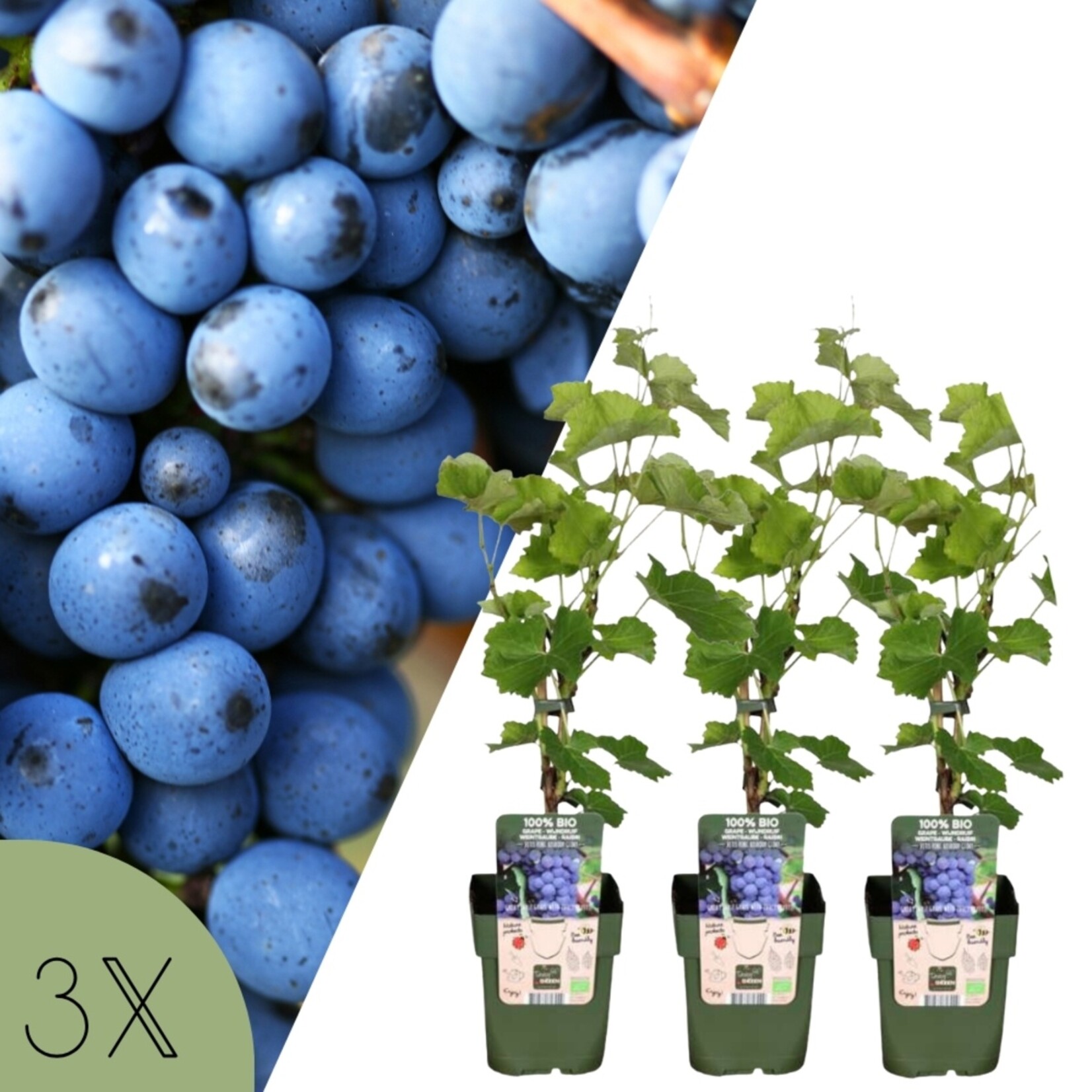 NatureNest Vitis vinifera Druivenplant – 100% Biologische Fruit- en Klimplanten – 3