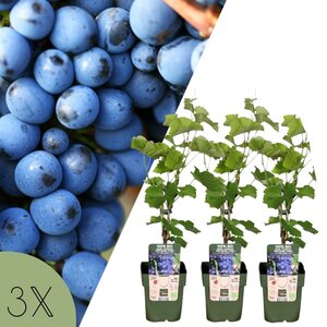 NatureNest Vitis vinifera Druivenplant – 100% Biologische Fruit- en Klimplanten – 3