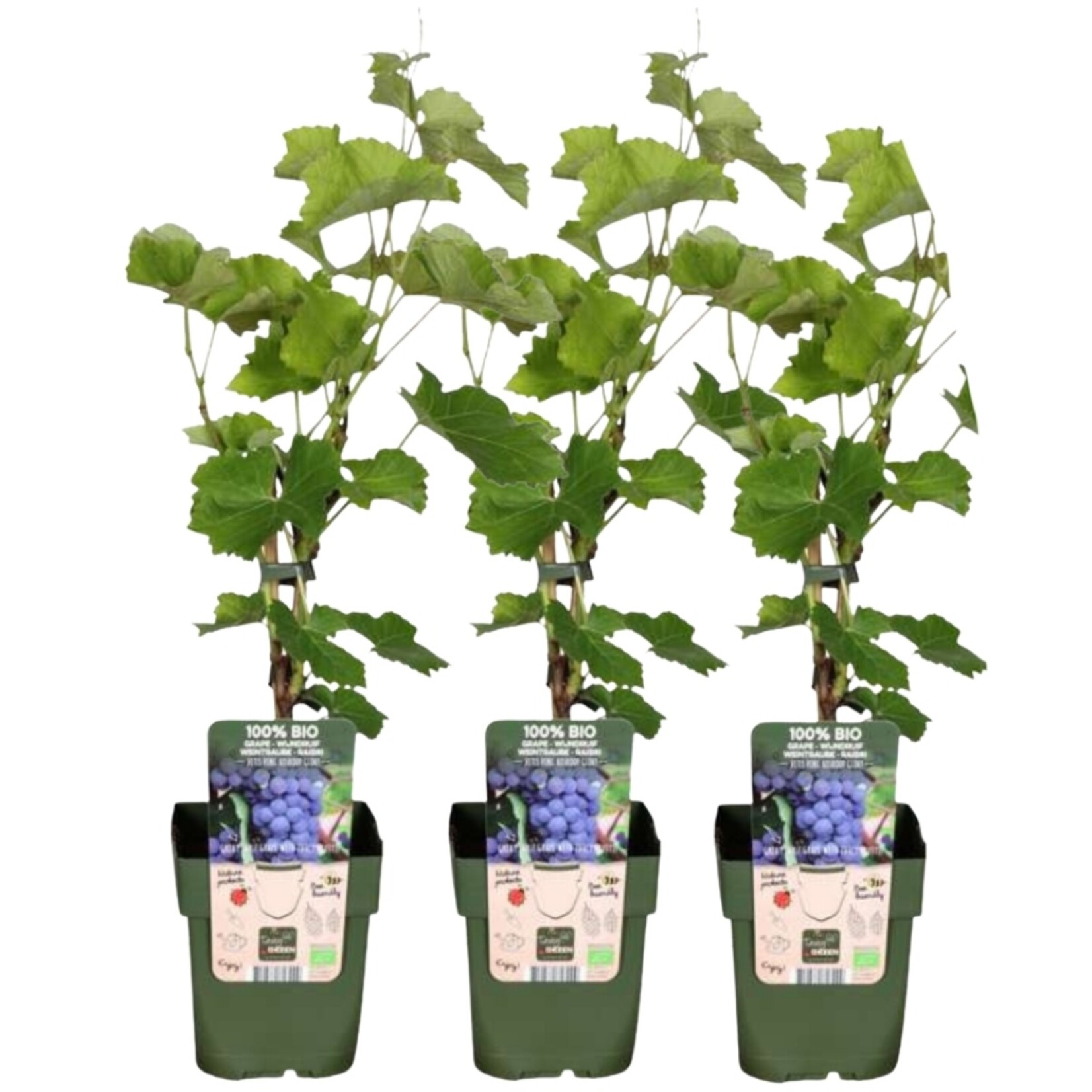 NatureNest Vitis vinifera Druivenplant – 100% Biologische Fruit- en Klimplanten – 3