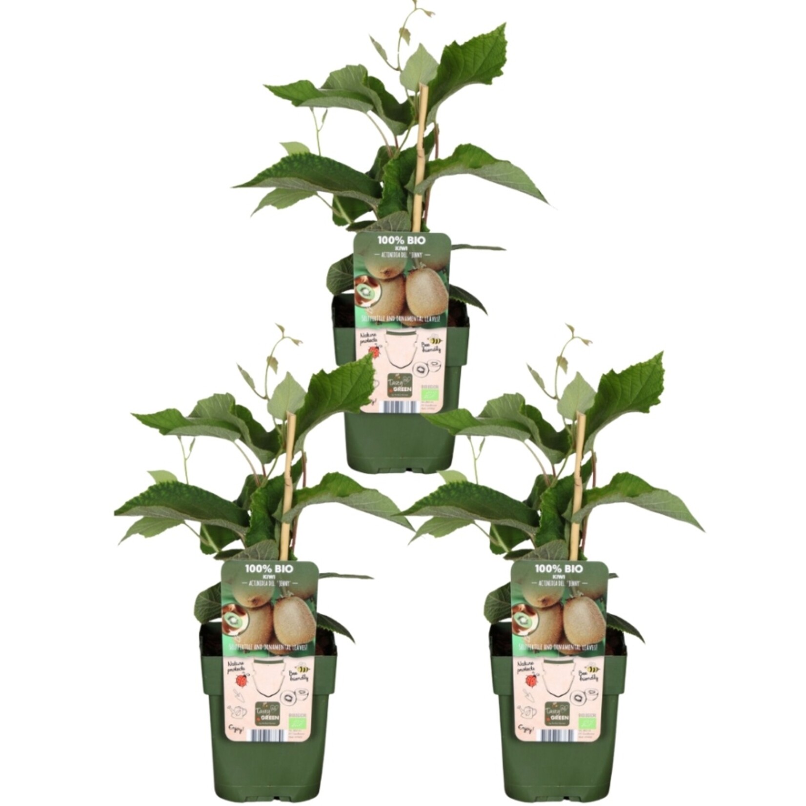 NatureNest Actinidia Arguta Kiwi Bessenplant – 100% Biologische Fruit- en Klimplanten – 3