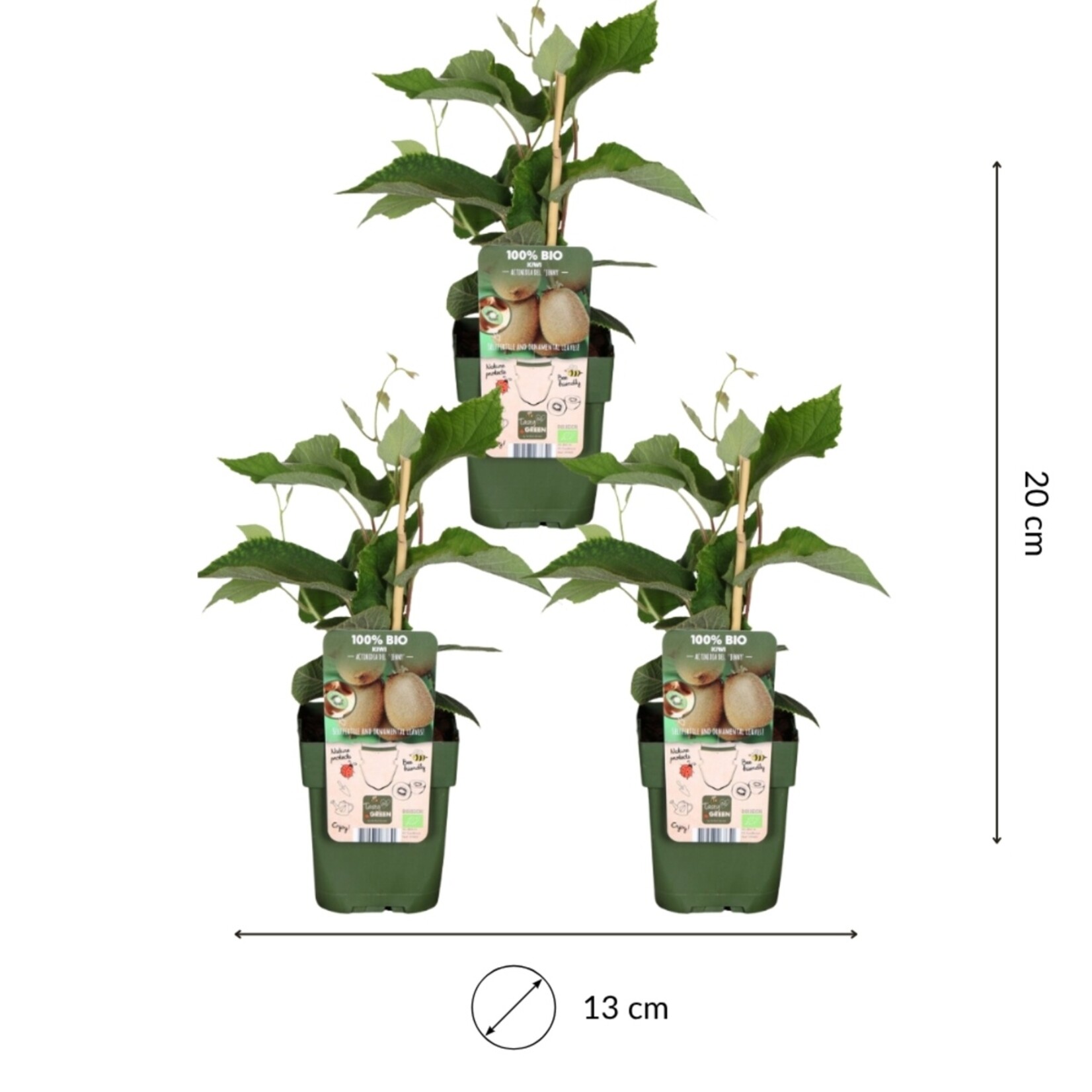 NatureNest Actinidia Arguta Kiwi Bessenplant – 100% Biologische Fruit- en Klimplanten – 3