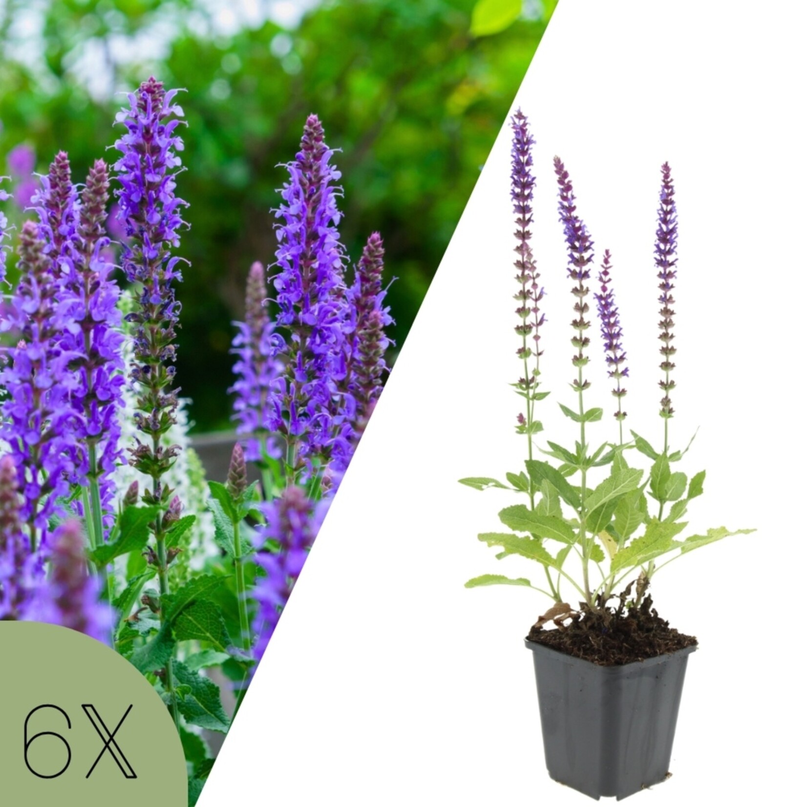 NatureNest Salvia Nemorosa Vaste Plant – Kleurrijke Ostfriesland Salie