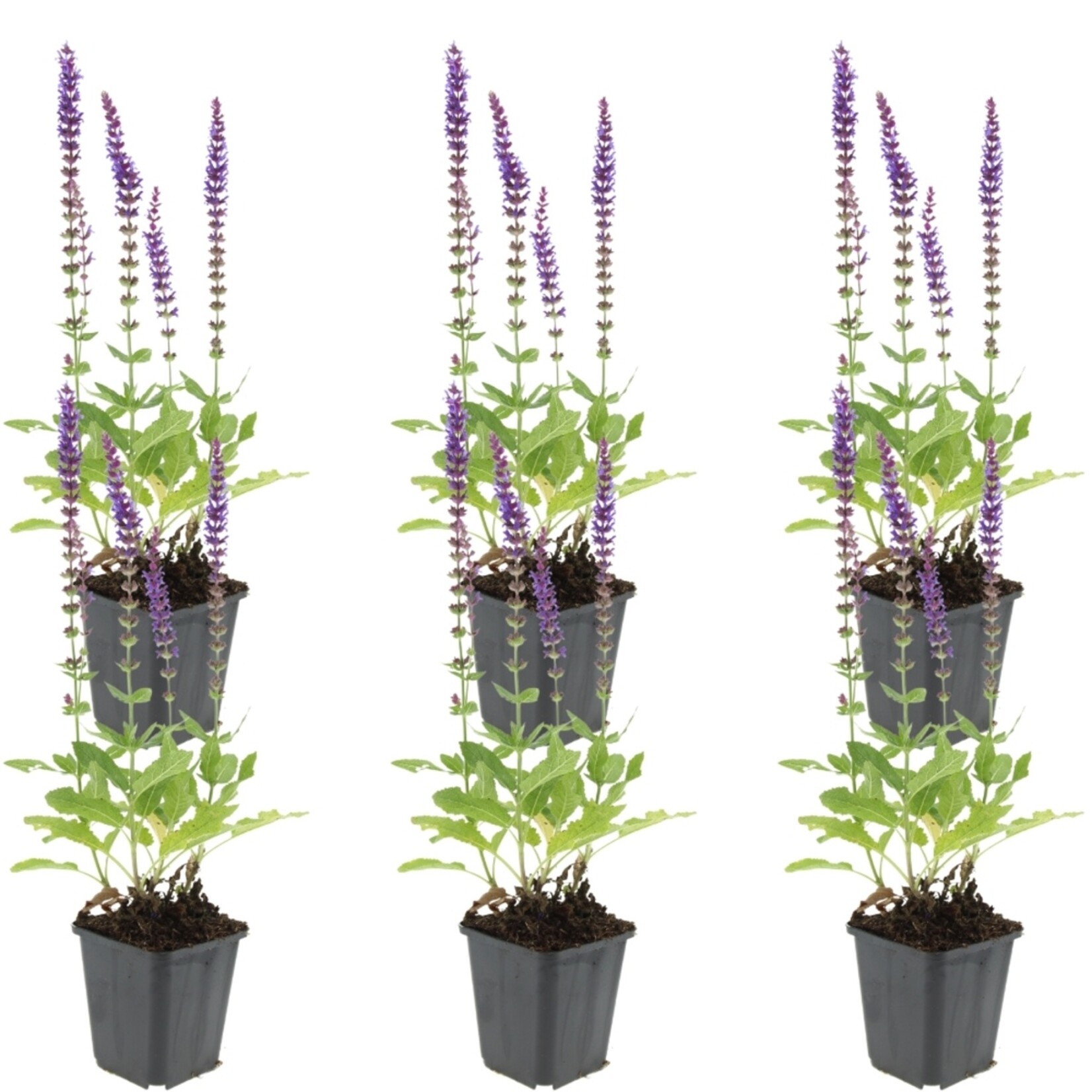 NatureNest Salvia Nemorosa Vaste Plant – Kleurrijke Ostfriesland Salie