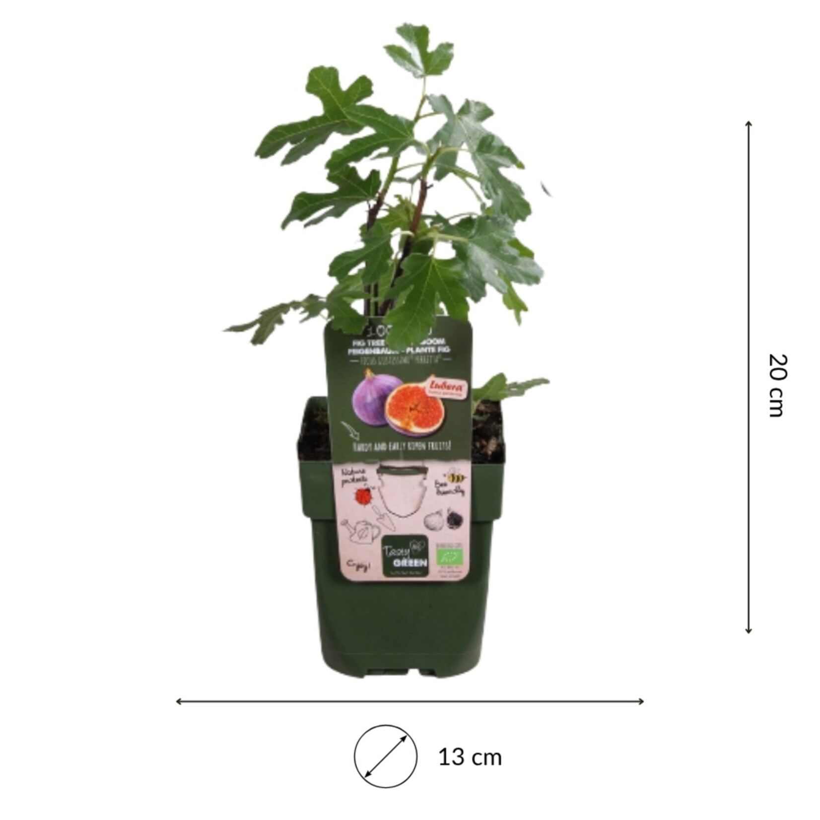 NatureNest Ficus Carica Vijgenboom – 100% Biologisch en Winterhard – 3