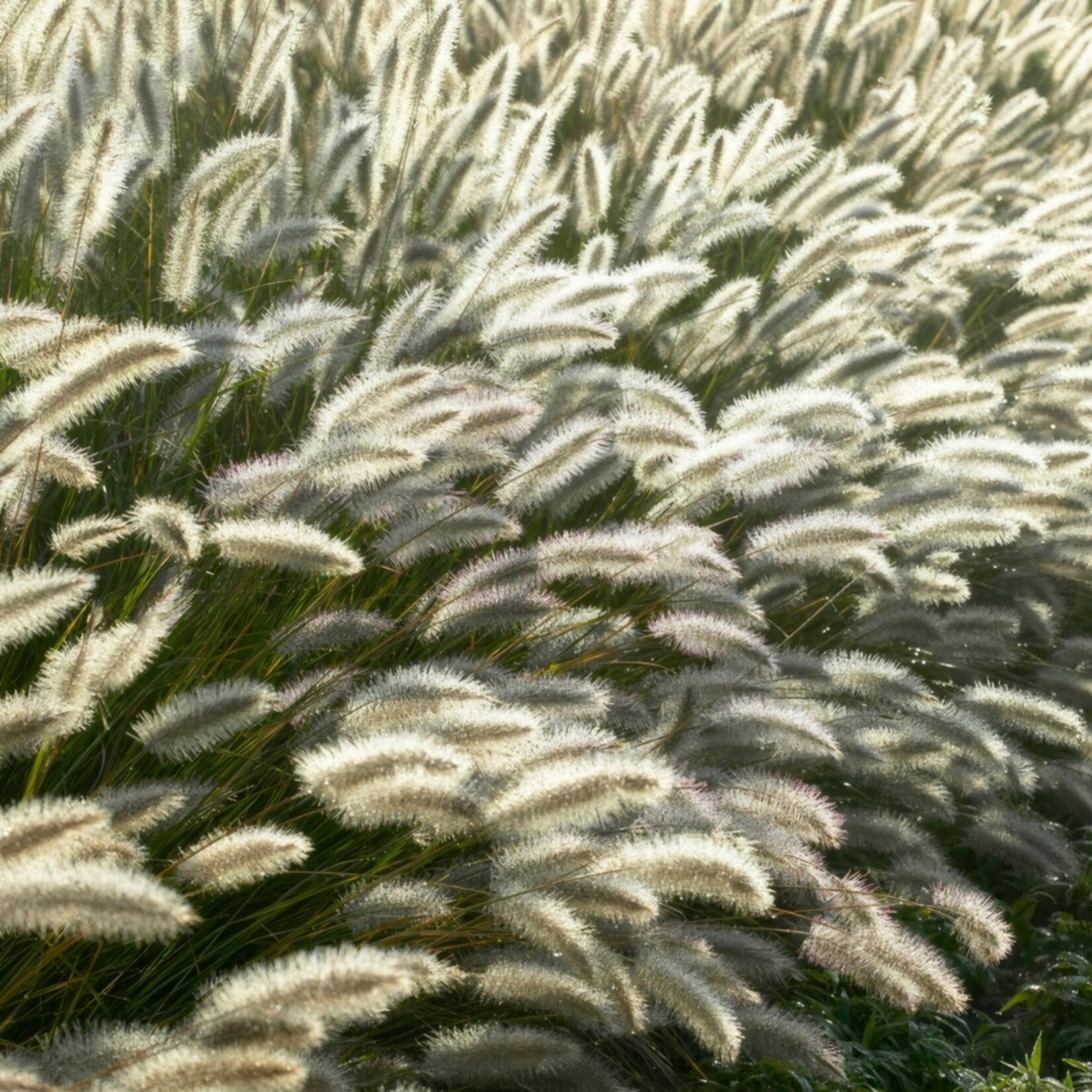 NatureNest Pennisetum Alopecuroides Hameln Siergras – Zachte Pluimen – 3