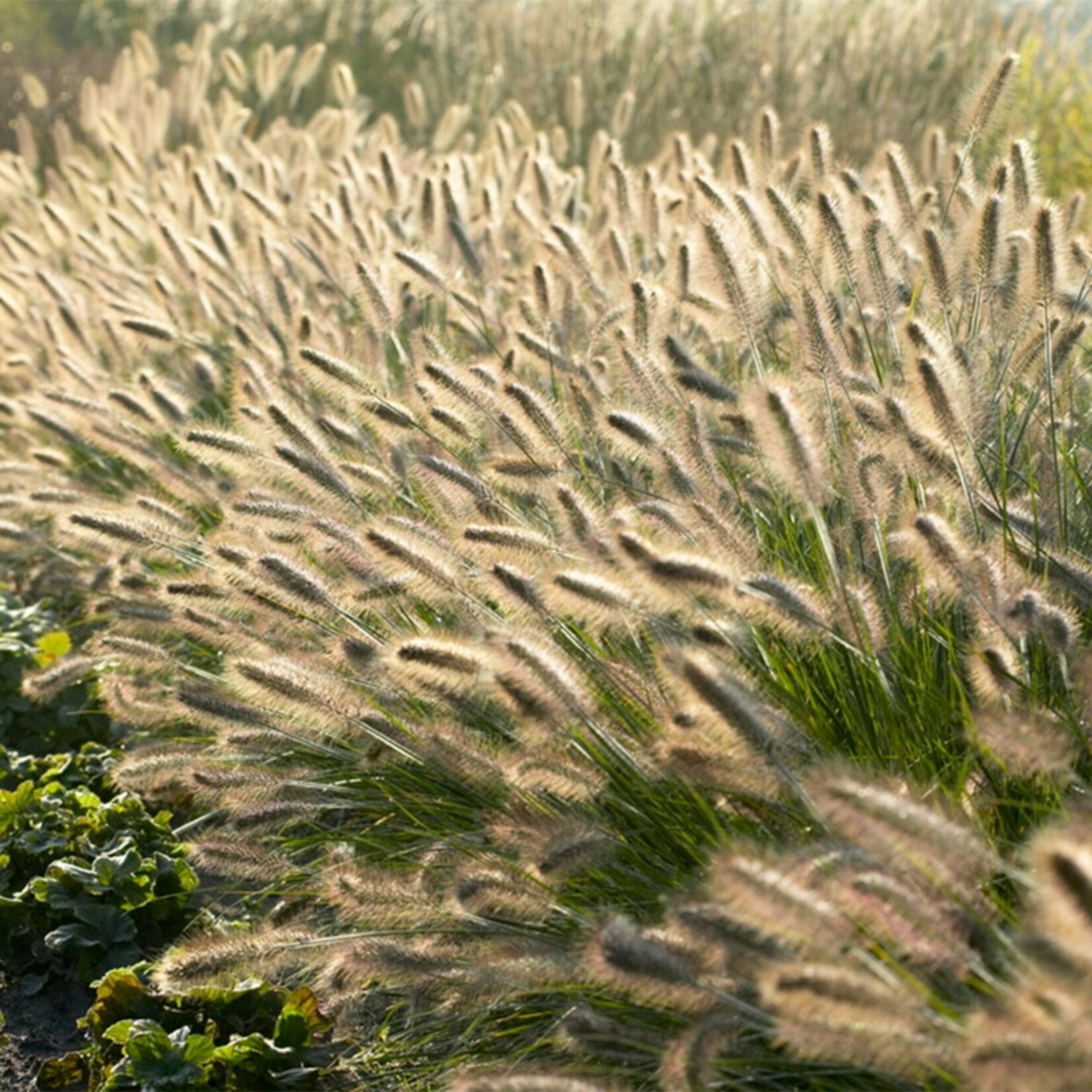 NatureNest Pennisetum Alopecuroides Hameln Siergras – Zachte Pluimen – 3