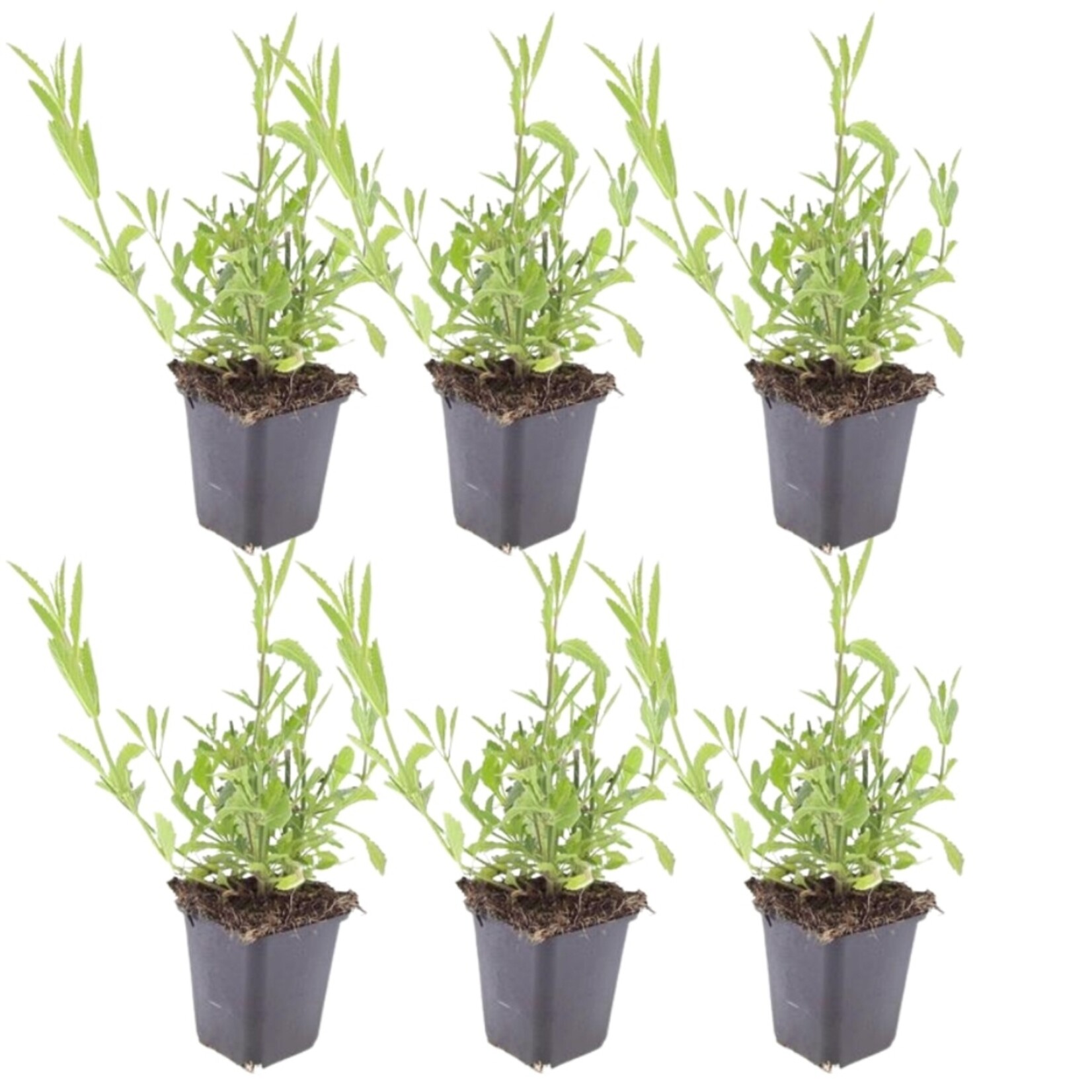 NatureNest Verbena Bonariensis Vaste Plant – IJzerhard Tuinplant – 3