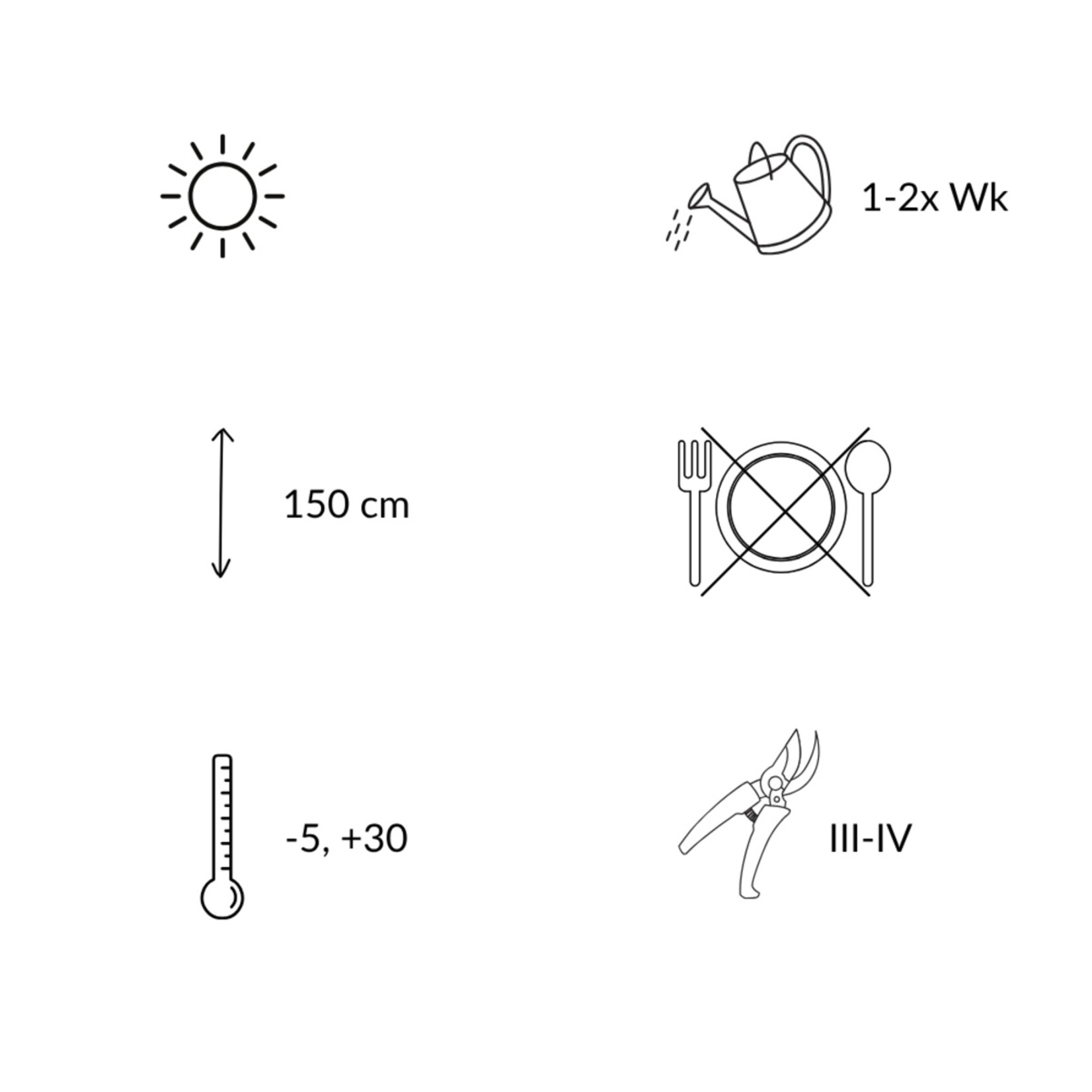 NatureNest Verbena Bonariensis Vaste Plant – IJzerhard Tuinplant – 3