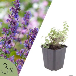 NatureNest Kattenkruid Grol - Set van 3 Jonge Planten - Nepeta Faassenii - Bijen- en Vlindervriendelijk