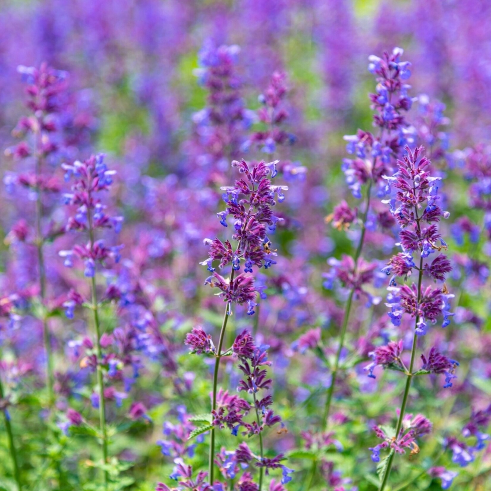 NatureNest Kattenkruid Grol - Set van 3 Jonge Planten - Nepeta Faassenii - Bijen- en Vlindervriendelijk
