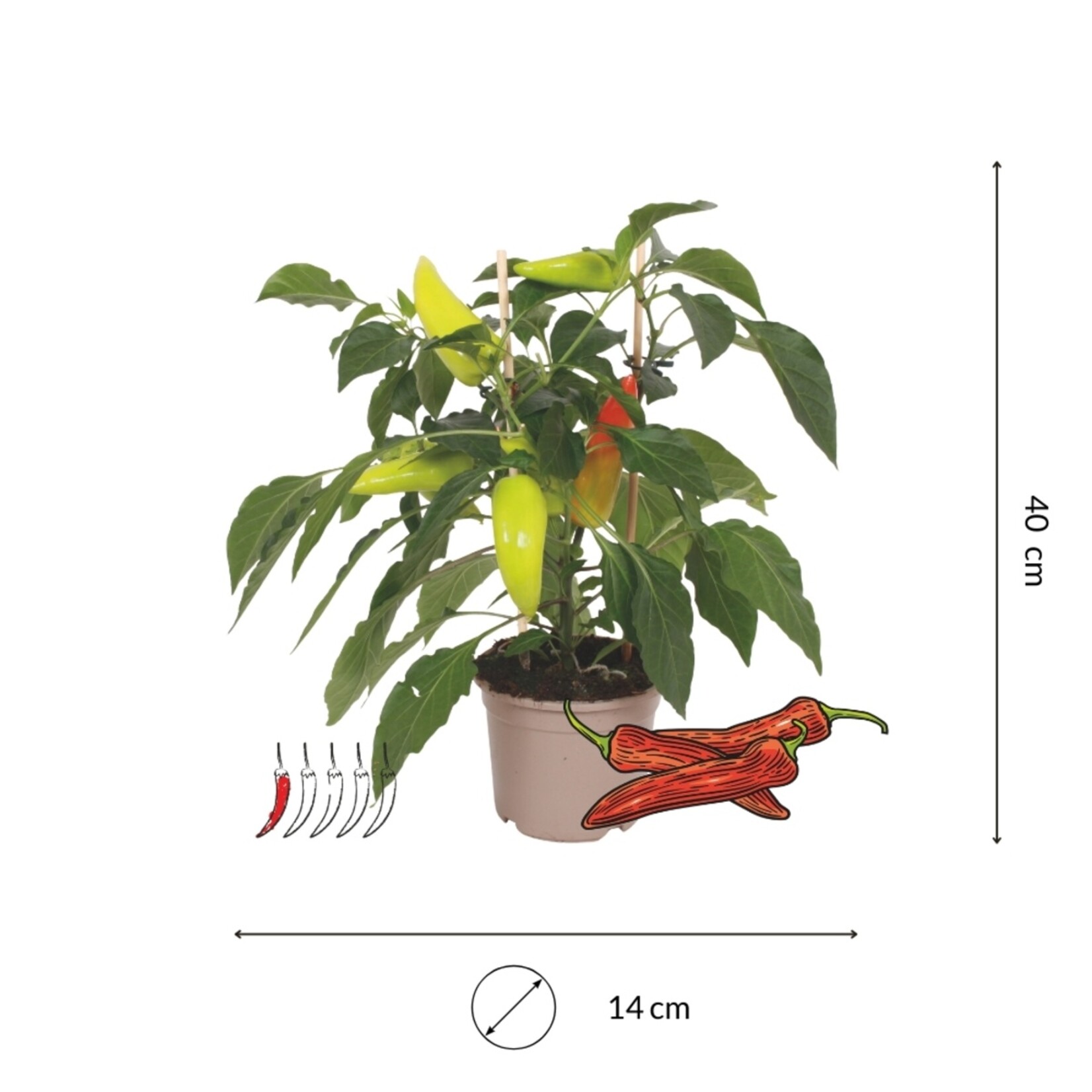 NatureNest Pittig Trio - Set van 3 Peperplanten - PICK-&-JOY® Hot Chili Red, Mild Chili, Snack Pepper Red