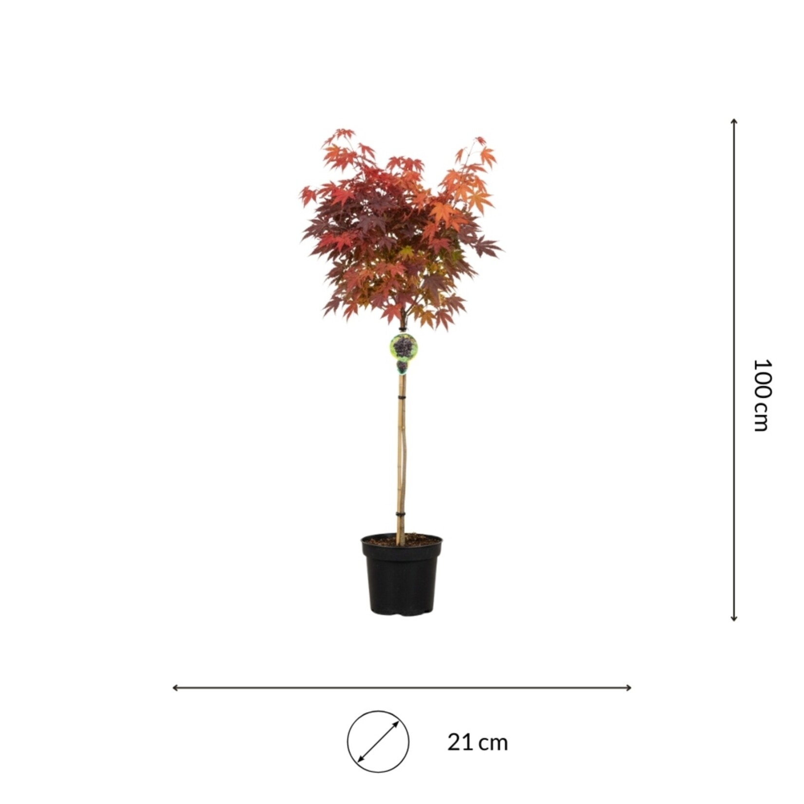 NatureNest Noorse Esdoorn Crimson Sentry - op 80 cm Stam - Acer Platanoides - Smal Groeiende Sierboom