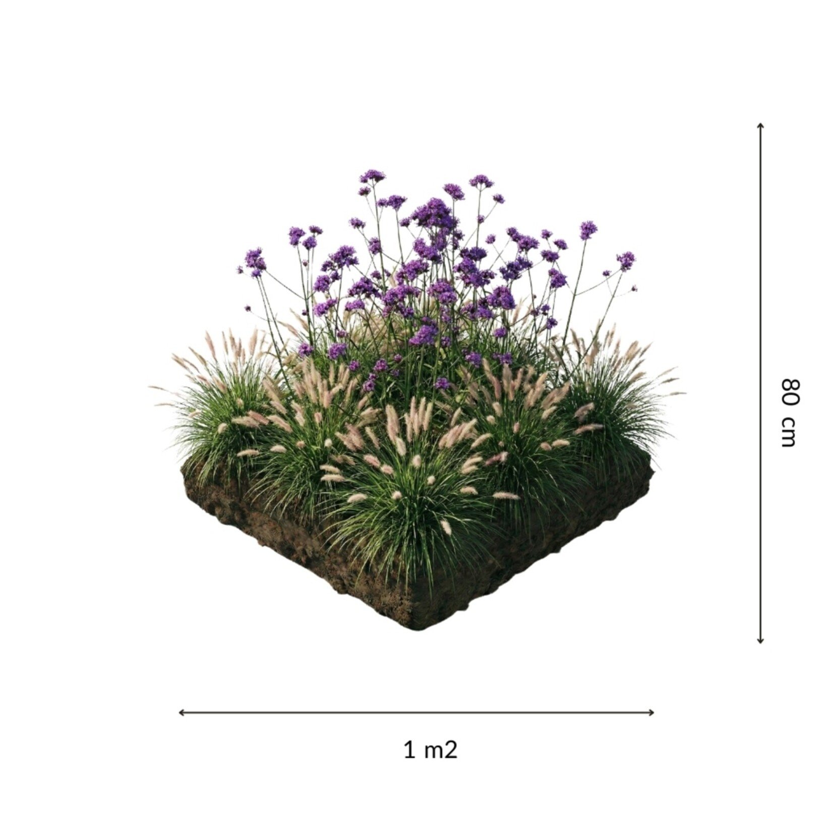 NatureNest Borderpakket Stella - Vaste Borderplanten Mix - Kleurige Tuinborder
