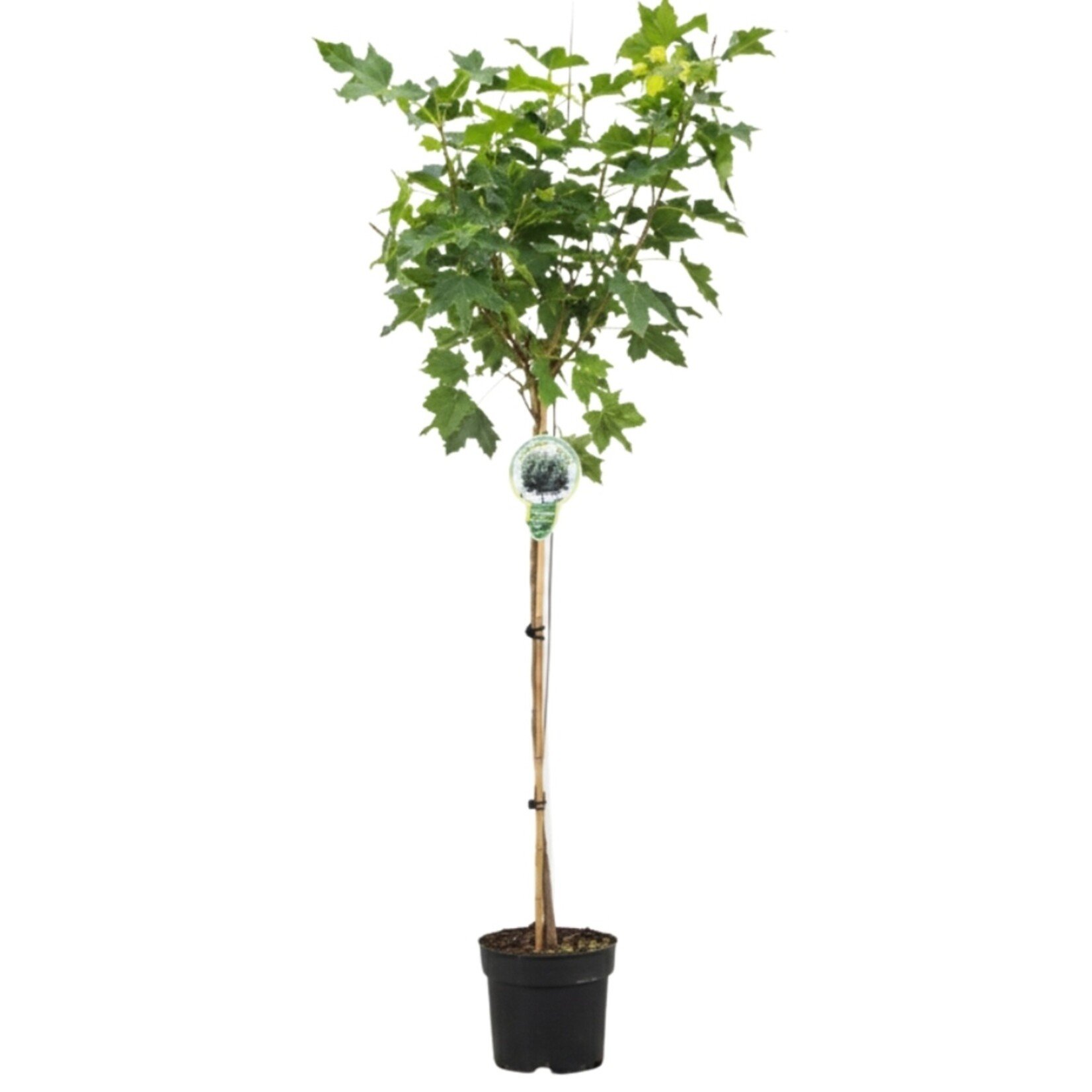 NatureNest Noorse Esdoorn Globosum - op 80 cm Stam - Acer Platanoides Globosum - Bolvormige Sierboom