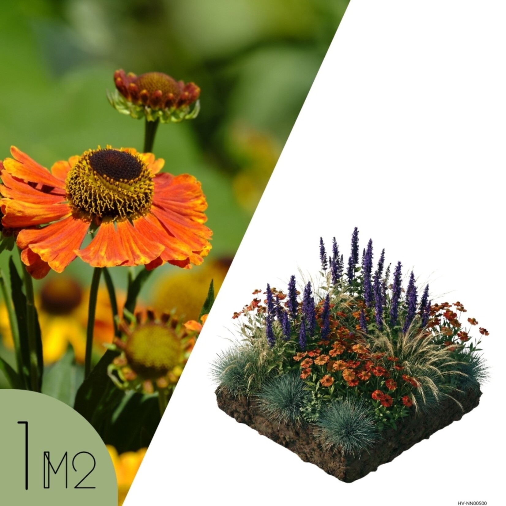 NatureNest Borderpakket Amber - Vaste Borderplanten Mix - Kleurrijke Tuinborder