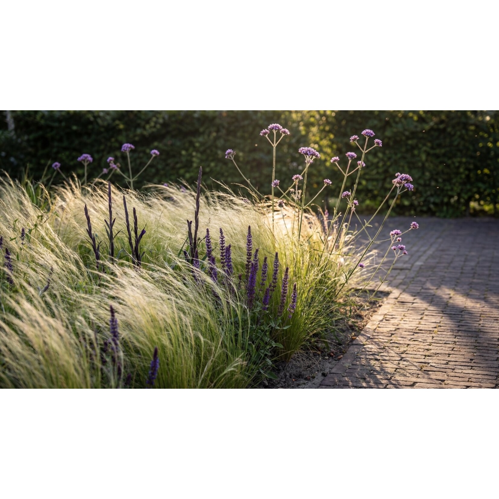 NatureNest Borderpakket Zoë - Vaste Borderplanten Mix - Kleurrijke Tuinborder