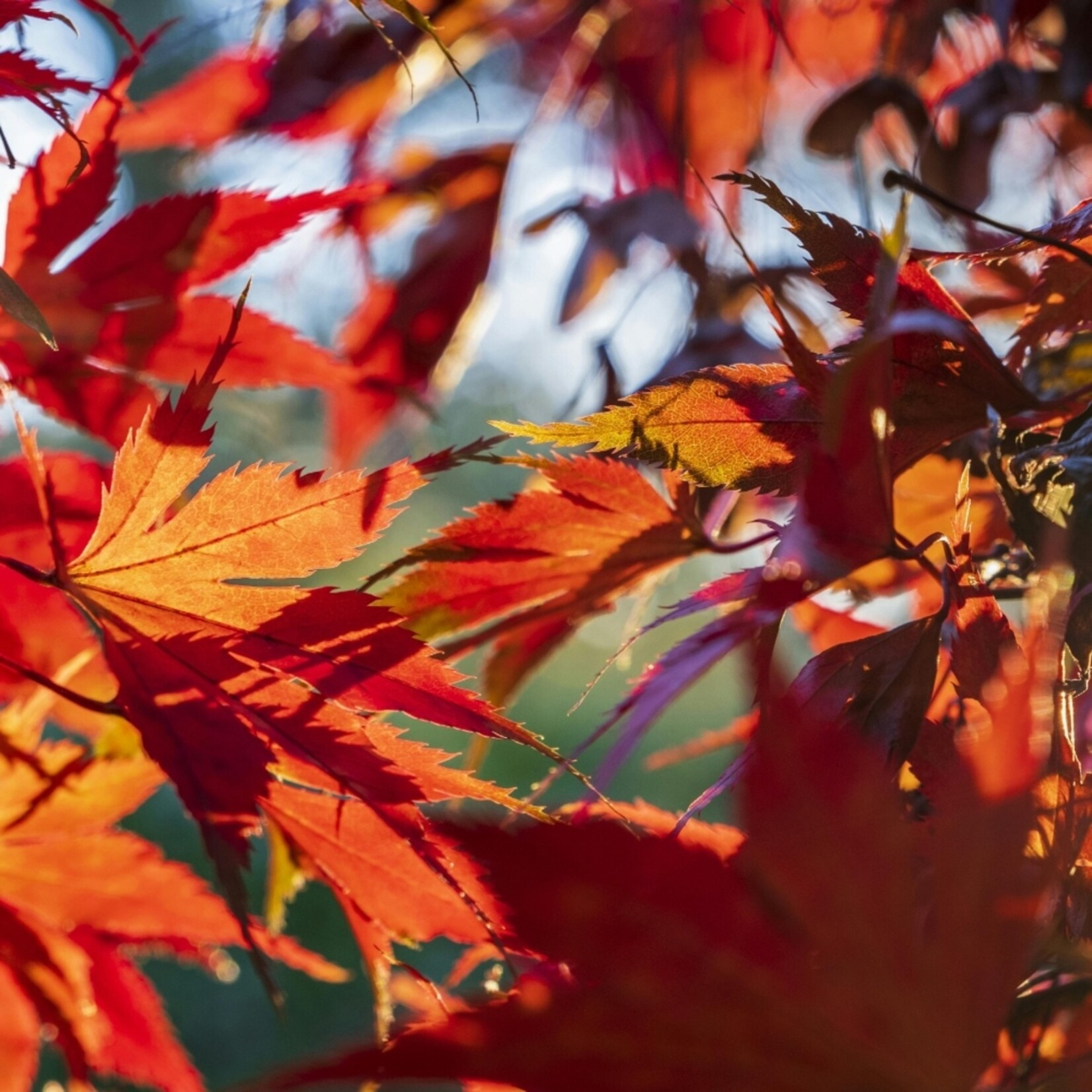 NatureNest Japanse Esdoorn Kleuren Mix - Set van 4 Japanse Esdoorns - Acer Palmatum - Bonte Bladkleuren