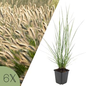 NatureNest Pennisetum Alopecuroides Hameln Siergras – Zachte Pluimen – 3