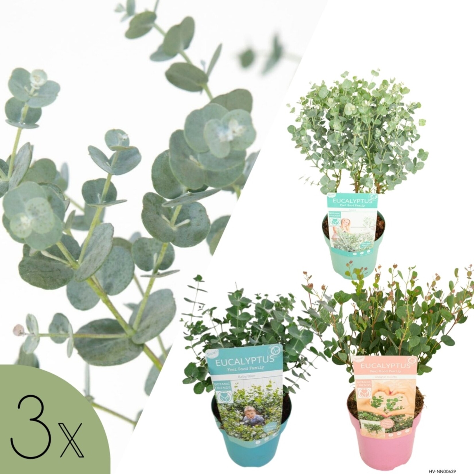 NatureNest Eucalyptus Mix - Set van 3 Soorten - Winterhard – Azura, Baby Blue en Botanic Hearts