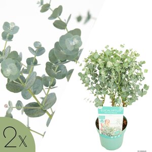 NatureNest Eucalyptus - Set van 2 - Compacte Eucalyptus - Hartvormig Grijs – Botanic Hearts