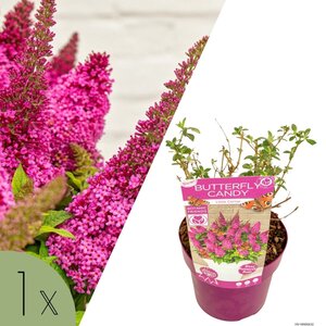 NatureNest Vlinderstruik Little - Compacte Buddleja - Buddleja Butterfly Candy