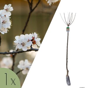 NatureNest Amandelboompje op Stam - 80 cm Stam - Prunus Triloba - Rijkbloeiende Voorjaarsboom