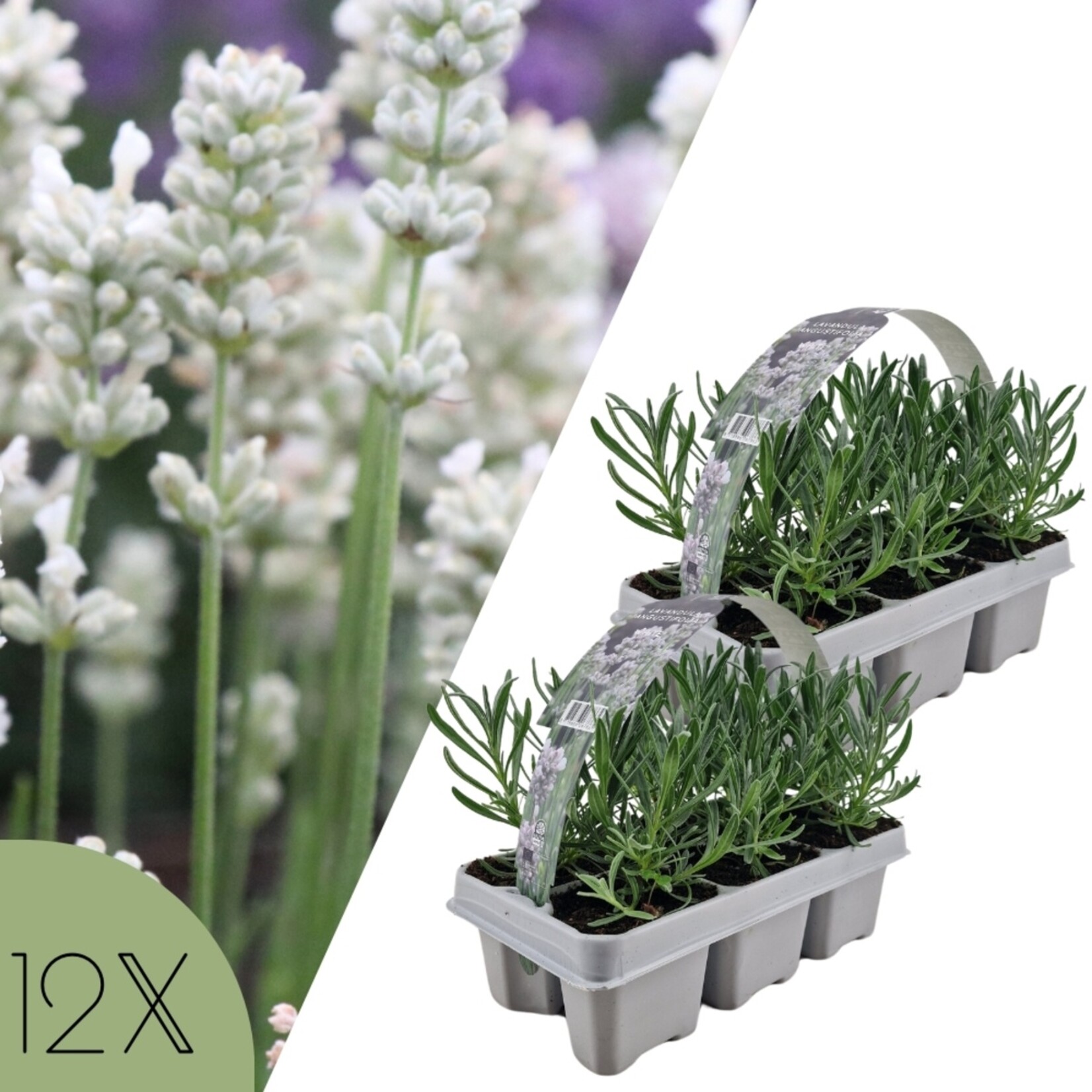 NatureNest Lavandula Angustifolia Edelweiss - Witte Lavendelplant
