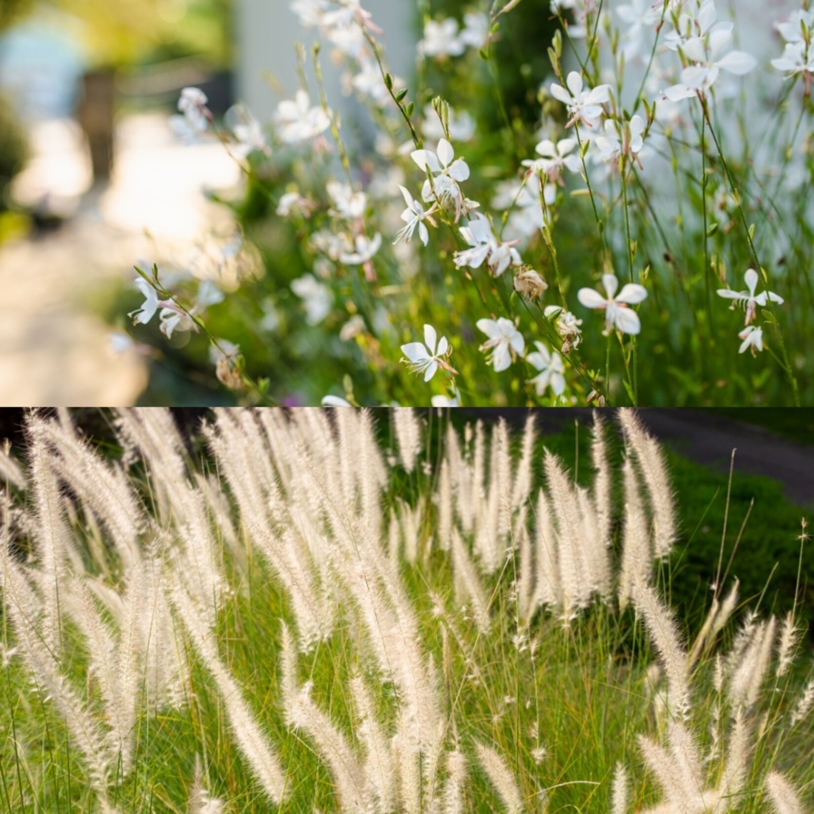 NatureNest Borderpakket Luna - Vaste Borderplanten Mix - Bloeiers voor Zonnige Border